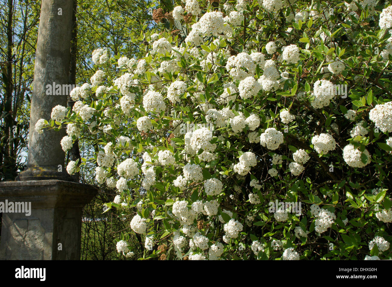 Viburnum X Burkwoodii // Easy To Grow, Semievergreen Shrub
