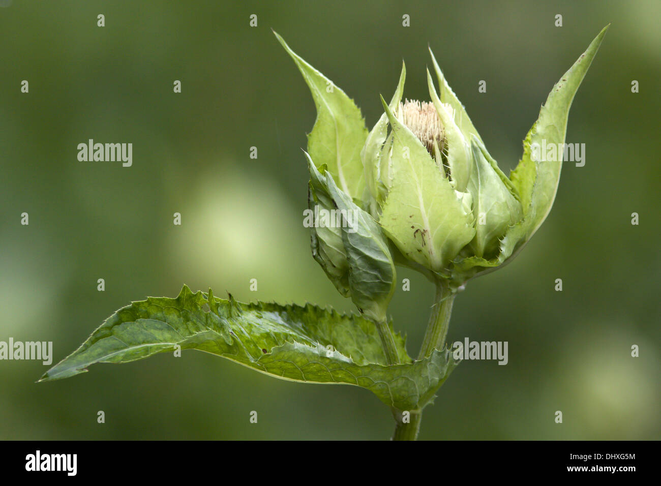 Cirsium oleraceum, Cabbage Thistle Stock Photo