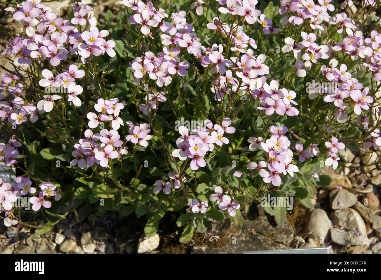 Garden rockcress hi-res stock photography and images - Alamy