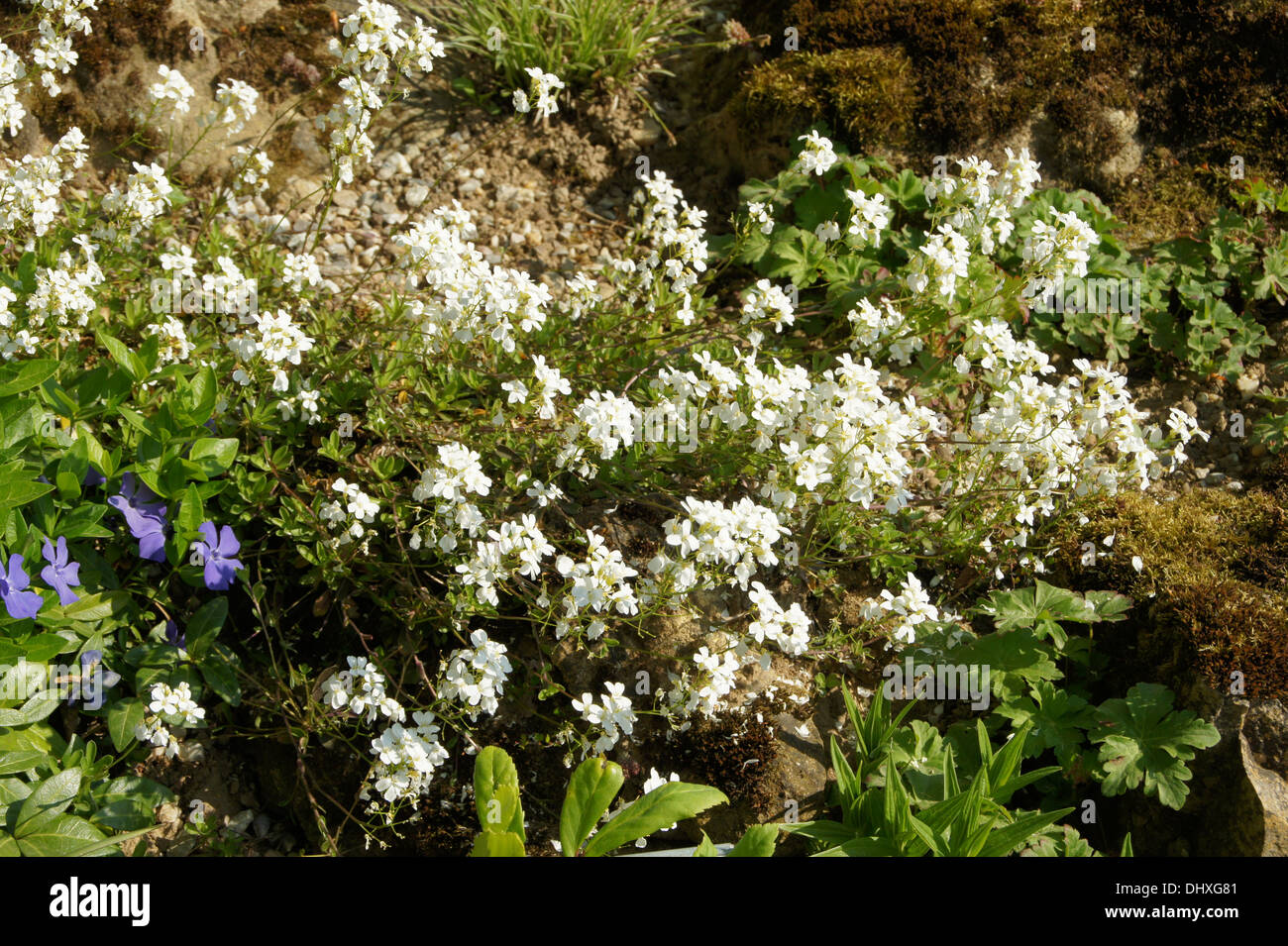 Ungarische gansekresse hires stock photography and images Alamy
