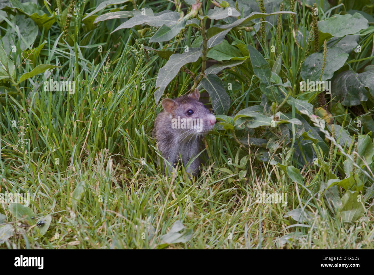 Brown Norway rat Stock Photo