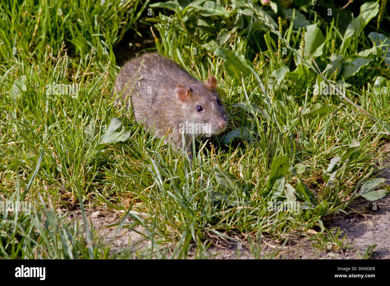 Brown Norway rat Stock Photo