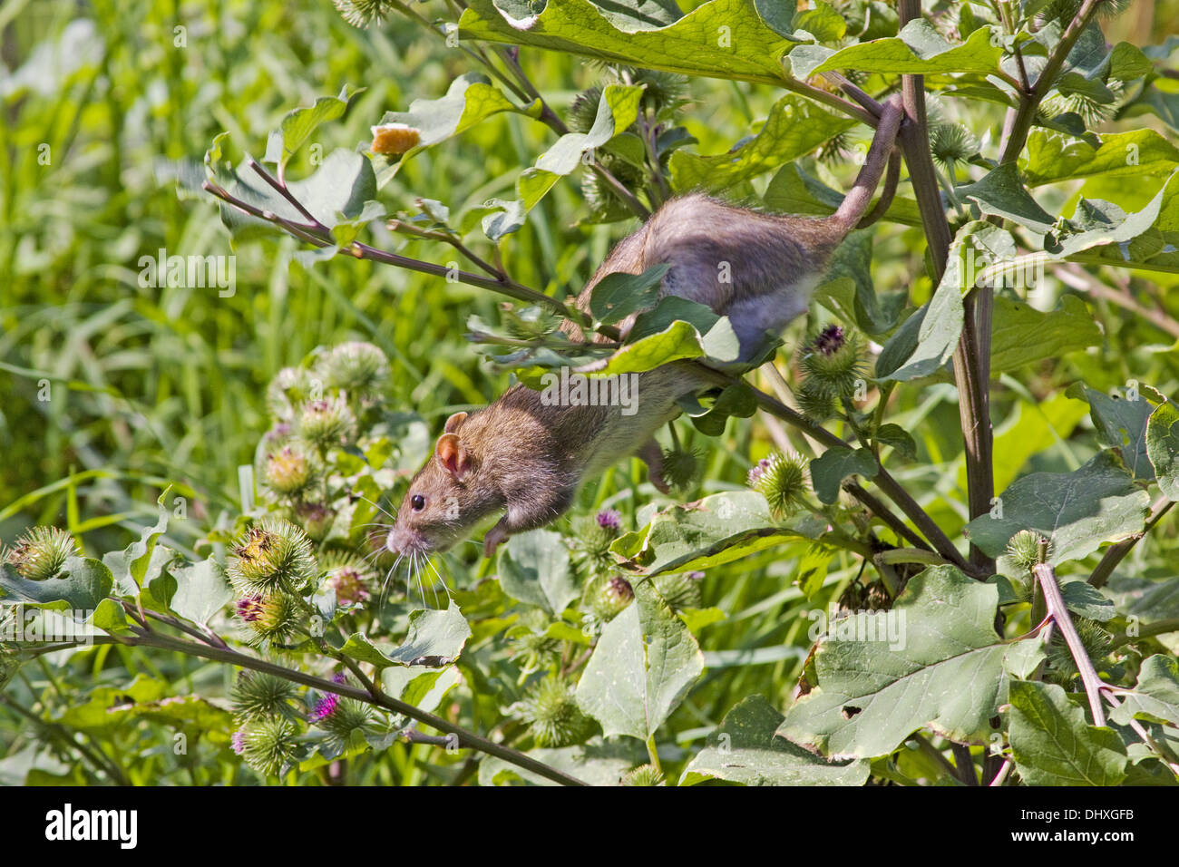 Brown Norway rat Stock Photo