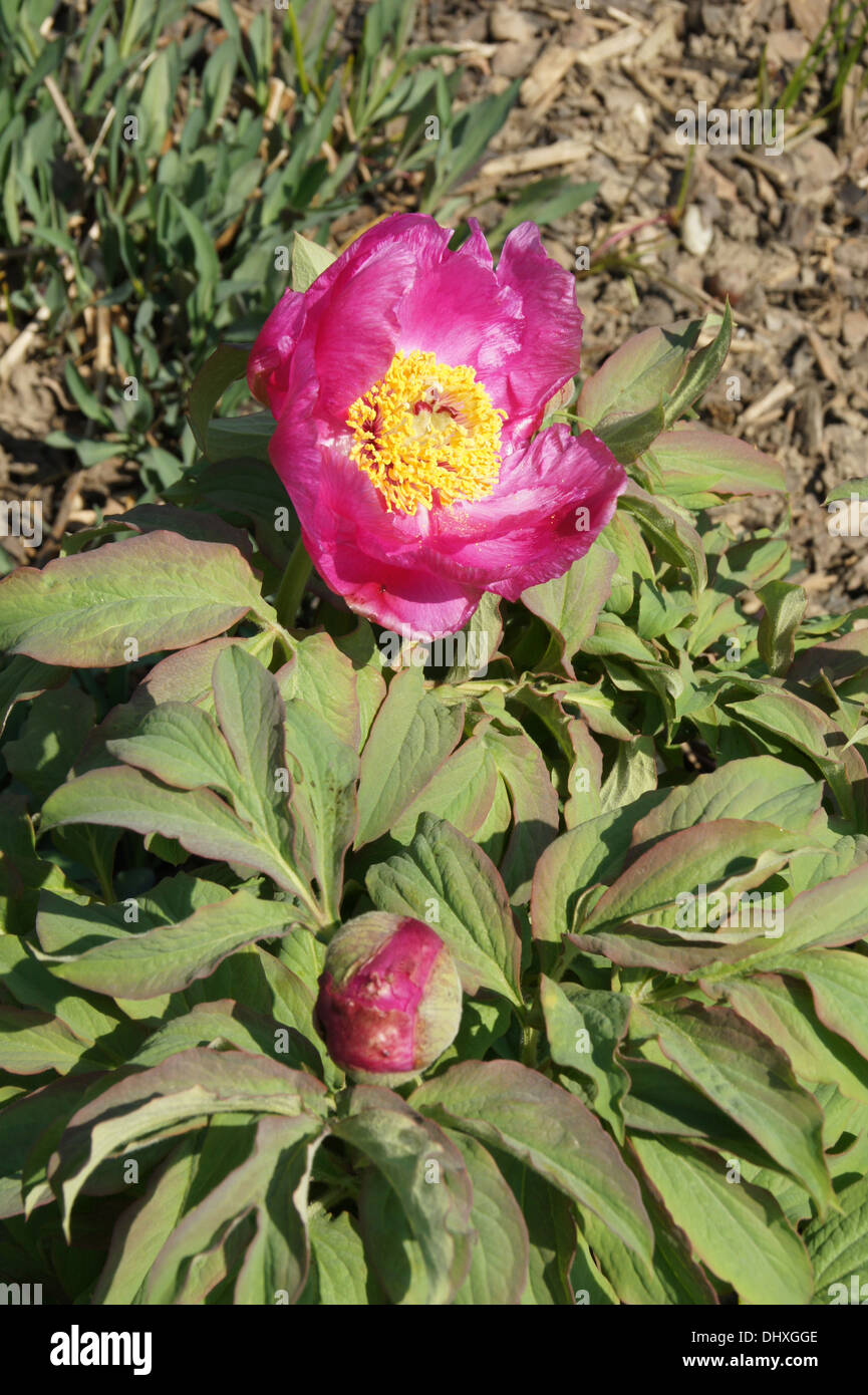 Peony Stock Photo