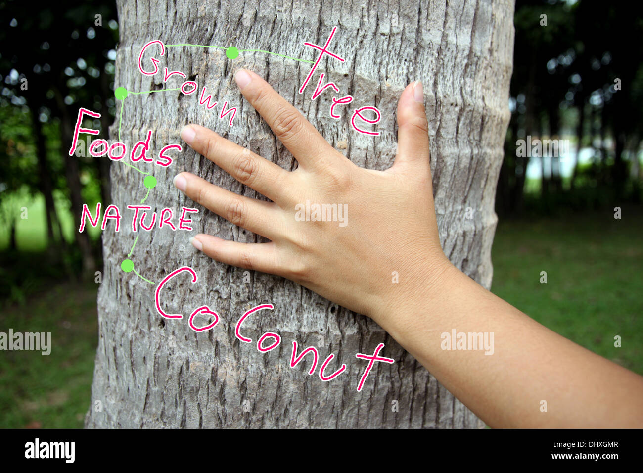 Hand touch coconut in the garden. Stock Photo