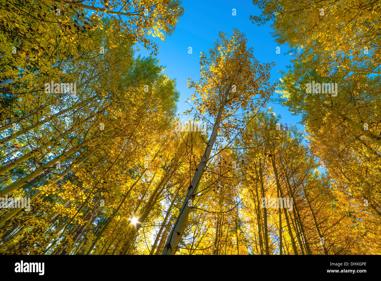 Aspen trees in fall color at Black Butte Ranch, central Oregon. Stock Photo