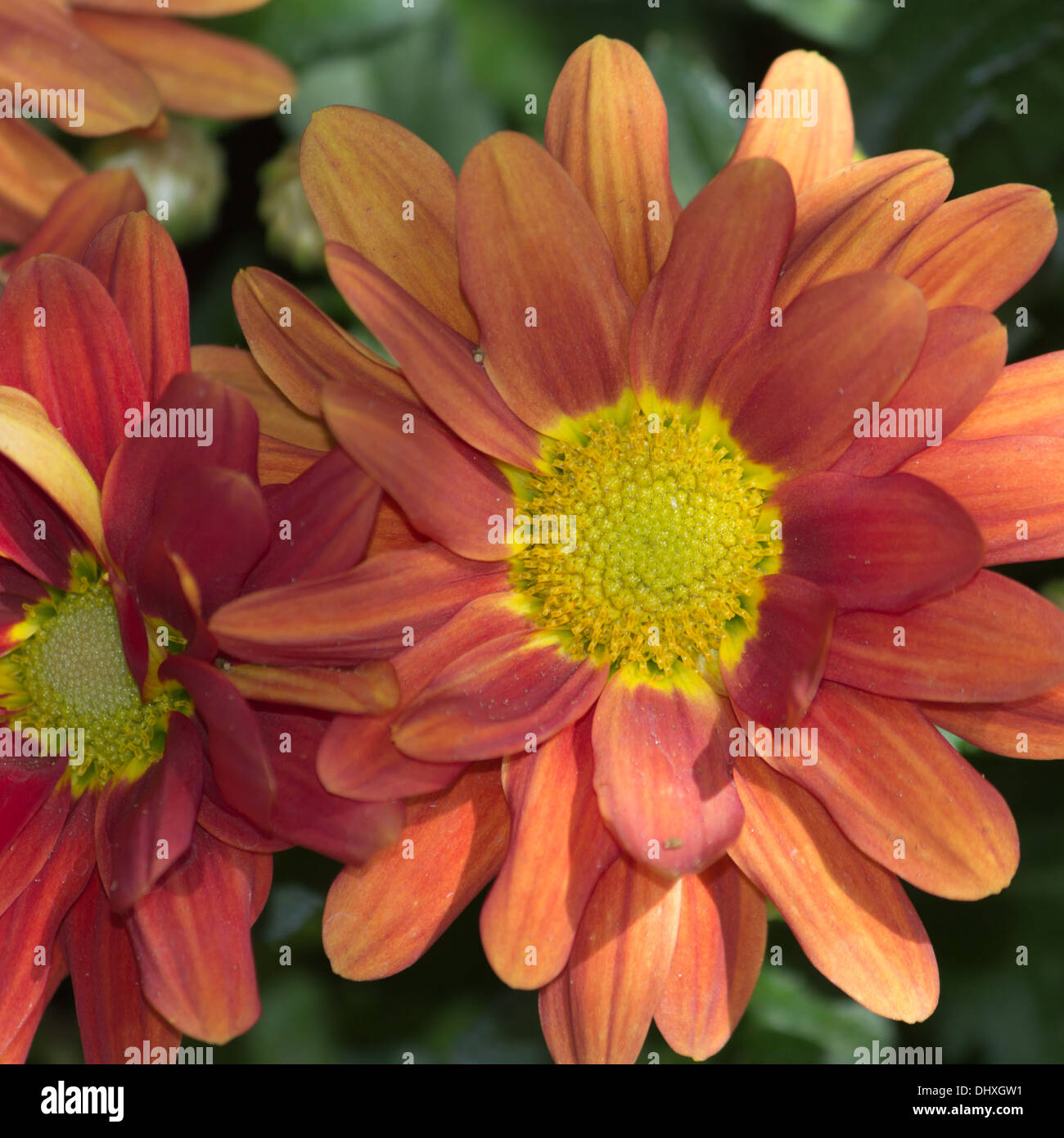 Chrysanthemum orange hi-res stock photography and images - Alamy