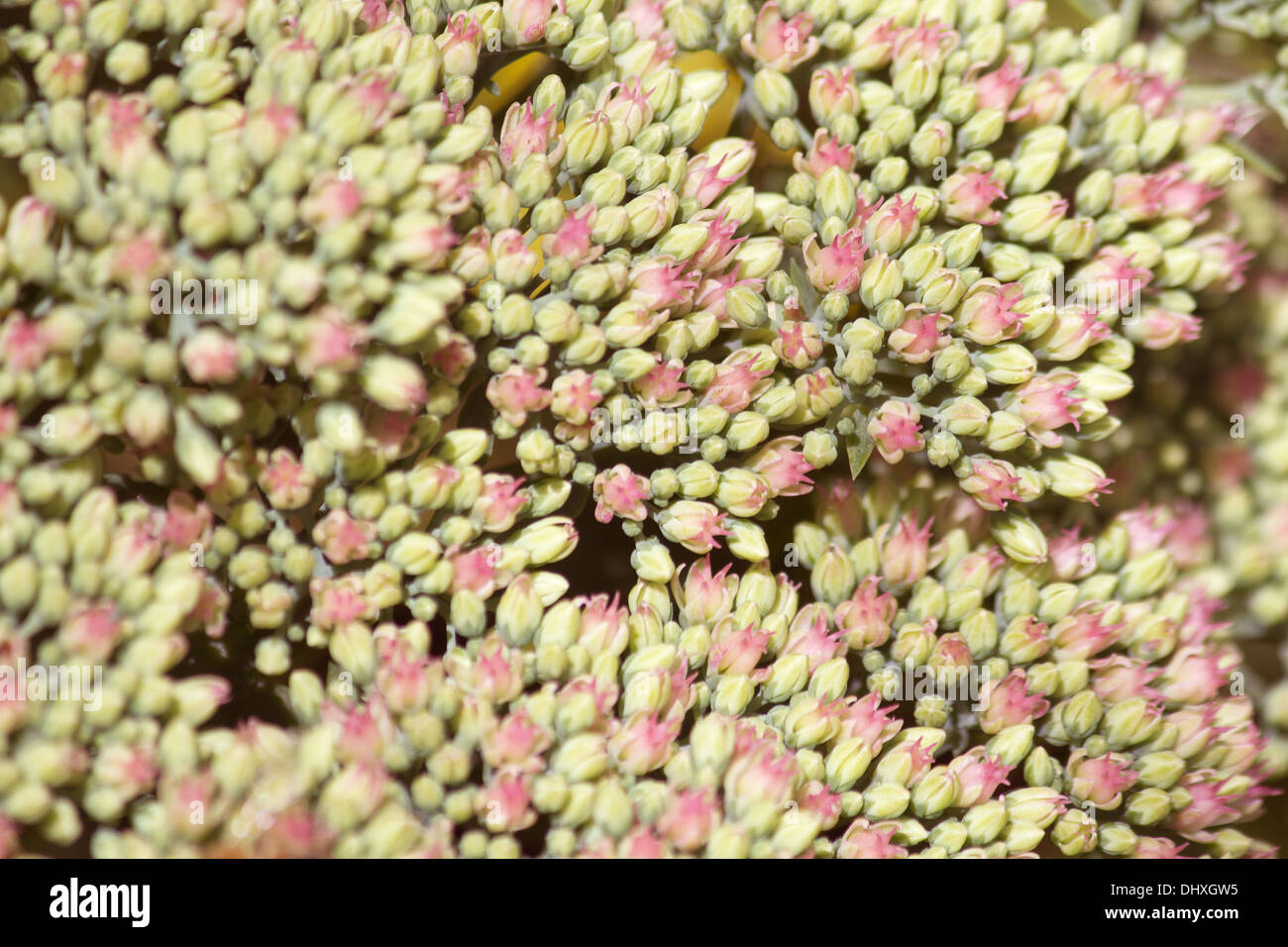 Plant flower buds of a fat hen Stock Photo