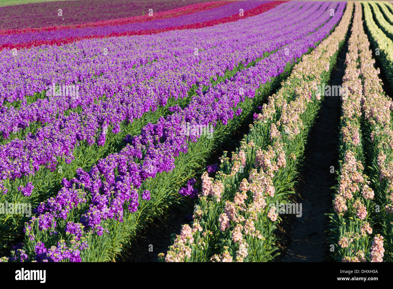 Rows of purple; red; pink and yellow snap dragons blooming in a field Stock Photo