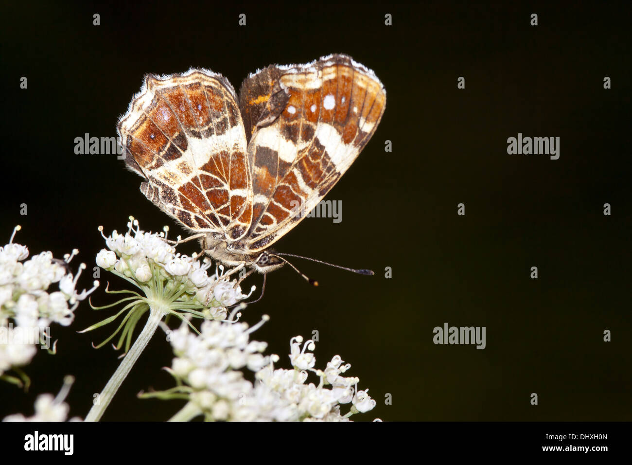 Map Butterfly, Araschnia levana Stock Photo