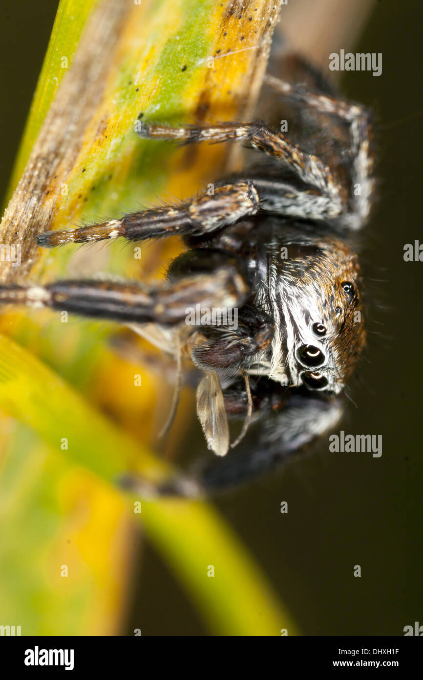 Evarcha arcuata, Jumping Spider Stock Photo