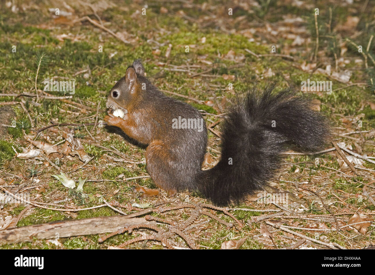 Red squirrel Stock Photo