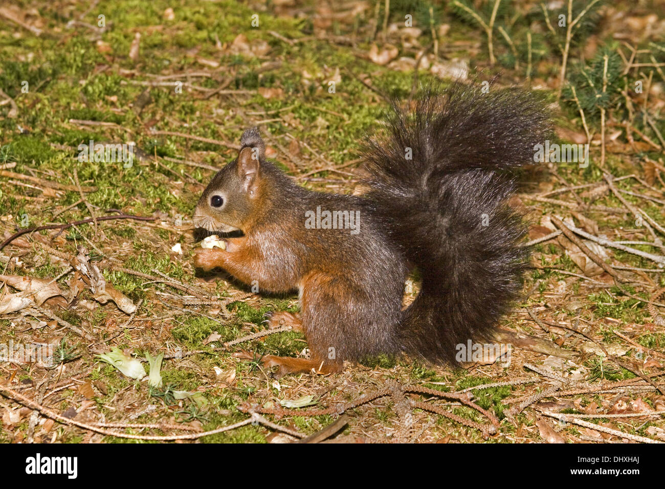 Red squirrel Stock Photo