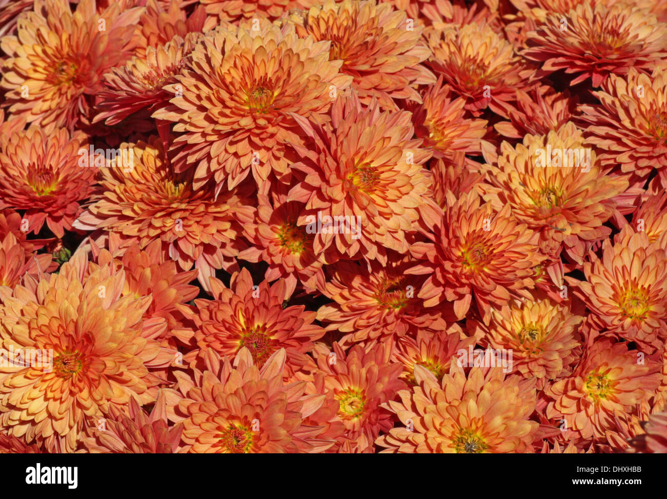 Fall flower garden hi-res stock photography and images - Alamy