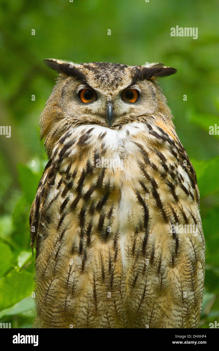 Eurasian Eagle-owl (Bubo bubo) Stock Photo