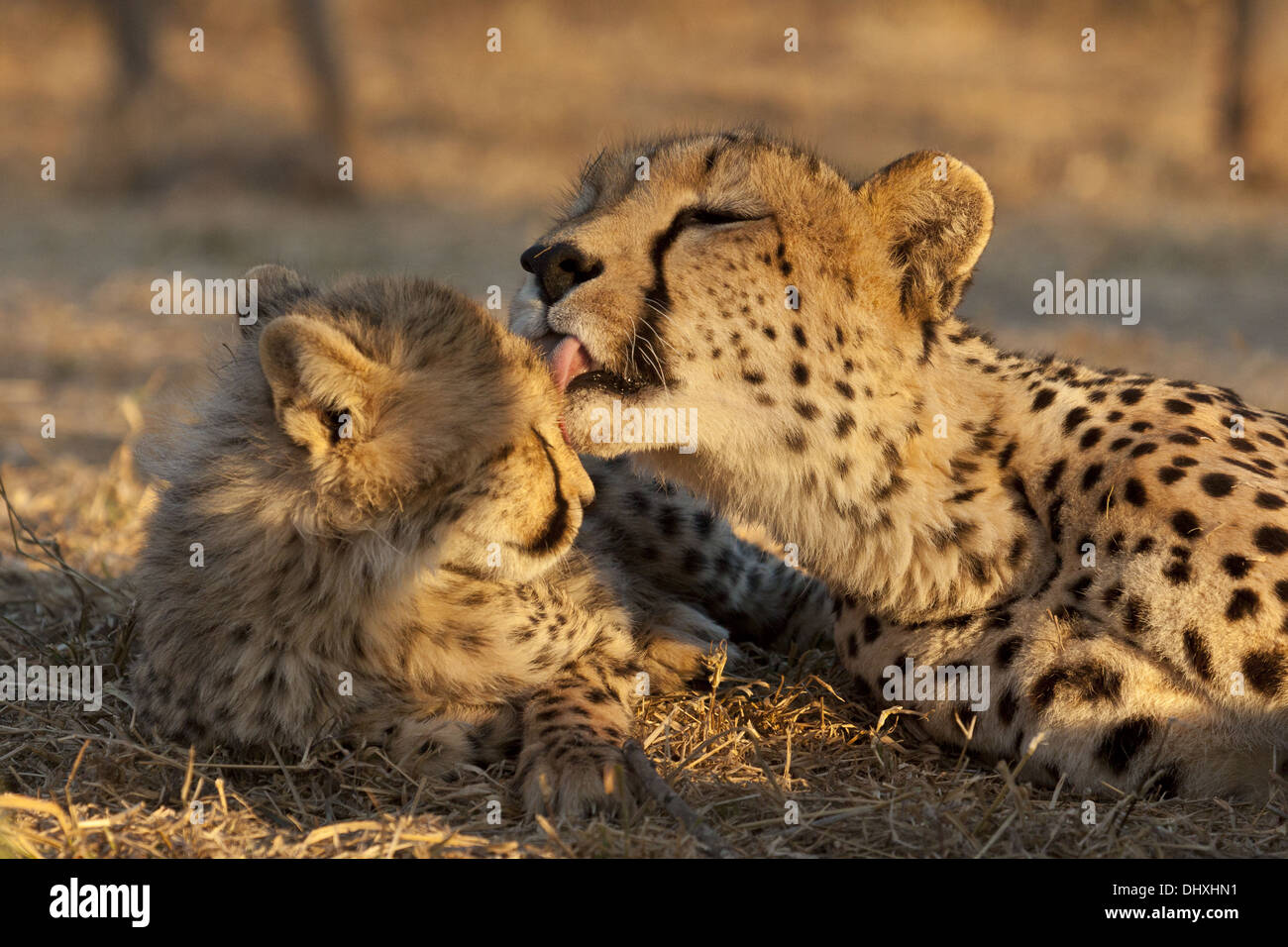 Cheetah (Acinonyx jubatus) Stock Photo