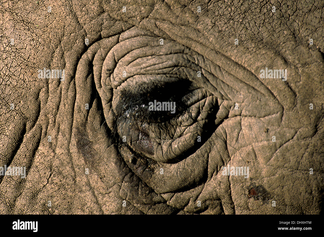 African elephant eye Stock Photo