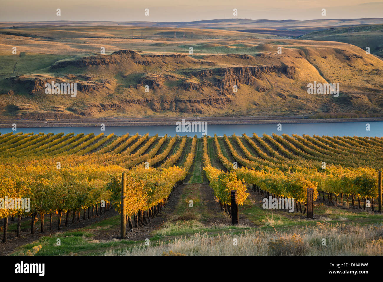 Maryhill Winery vineyards overlooking the Columbia River; Maryhill, Washington. Stock Photo