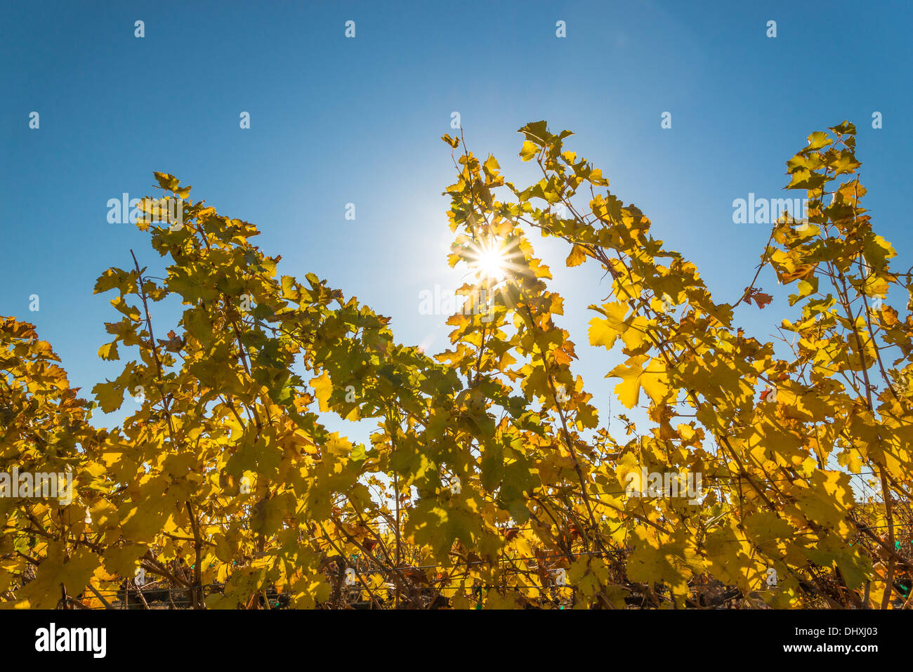 Wine grape vines and sunstar at Destiny Ridge vineyards, Alexandria Nicole Cellars above the Columbia River, Washington. Stock Photo