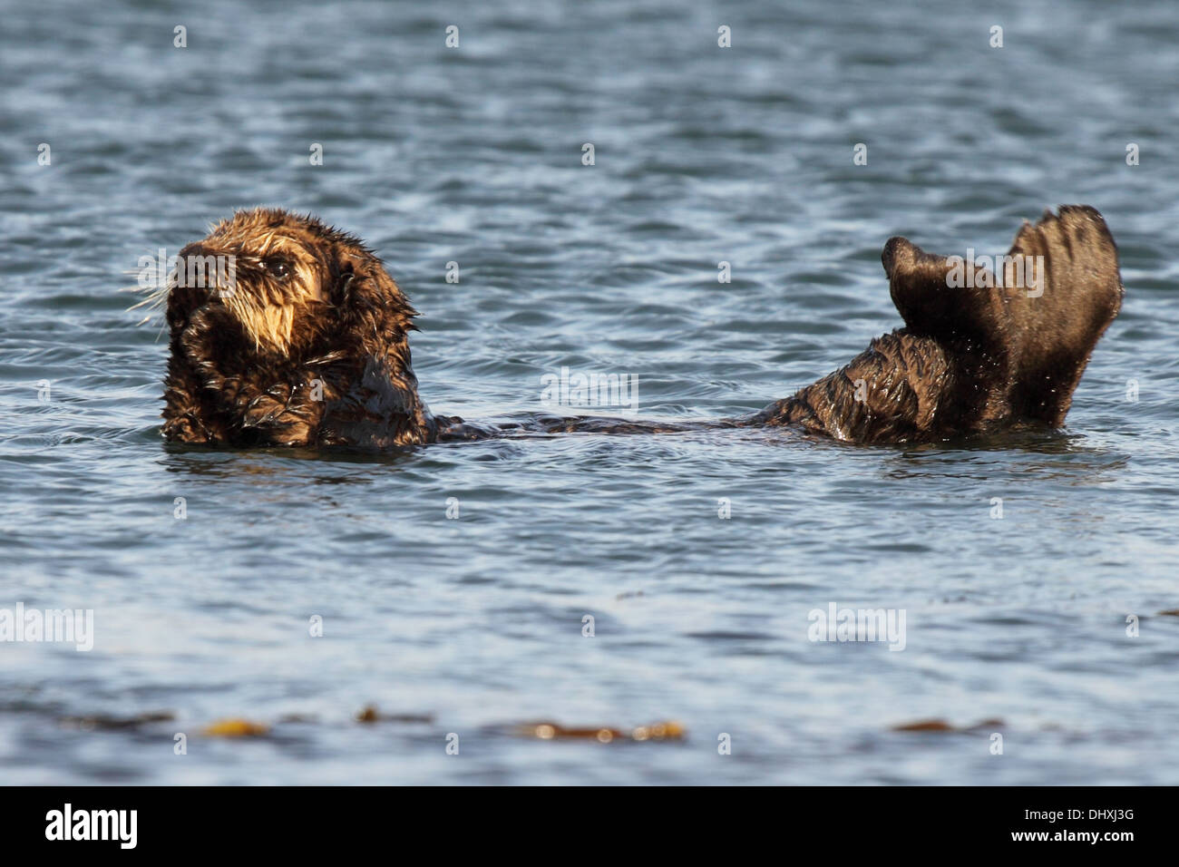 A young Sea Otter playing in the Pacific Ocean. Stock Photo