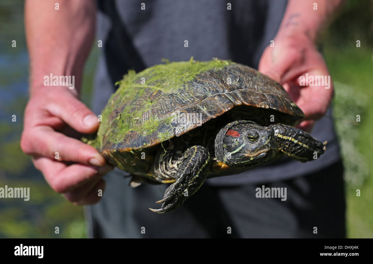 A moss covered turtle being held by a man Stock Photo - Alamy