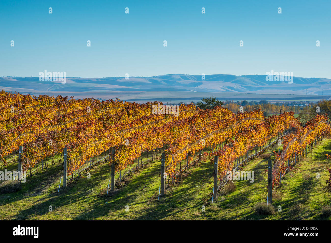 Rows of wine grape vines at Waters Vineyards with the Blue Mountains in the distance; Walla Walla, Washington. Stock Photo