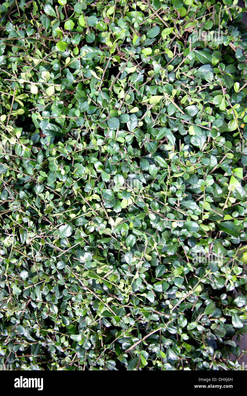 Picture Green leaves in the backyard Stock Photo - Alamy