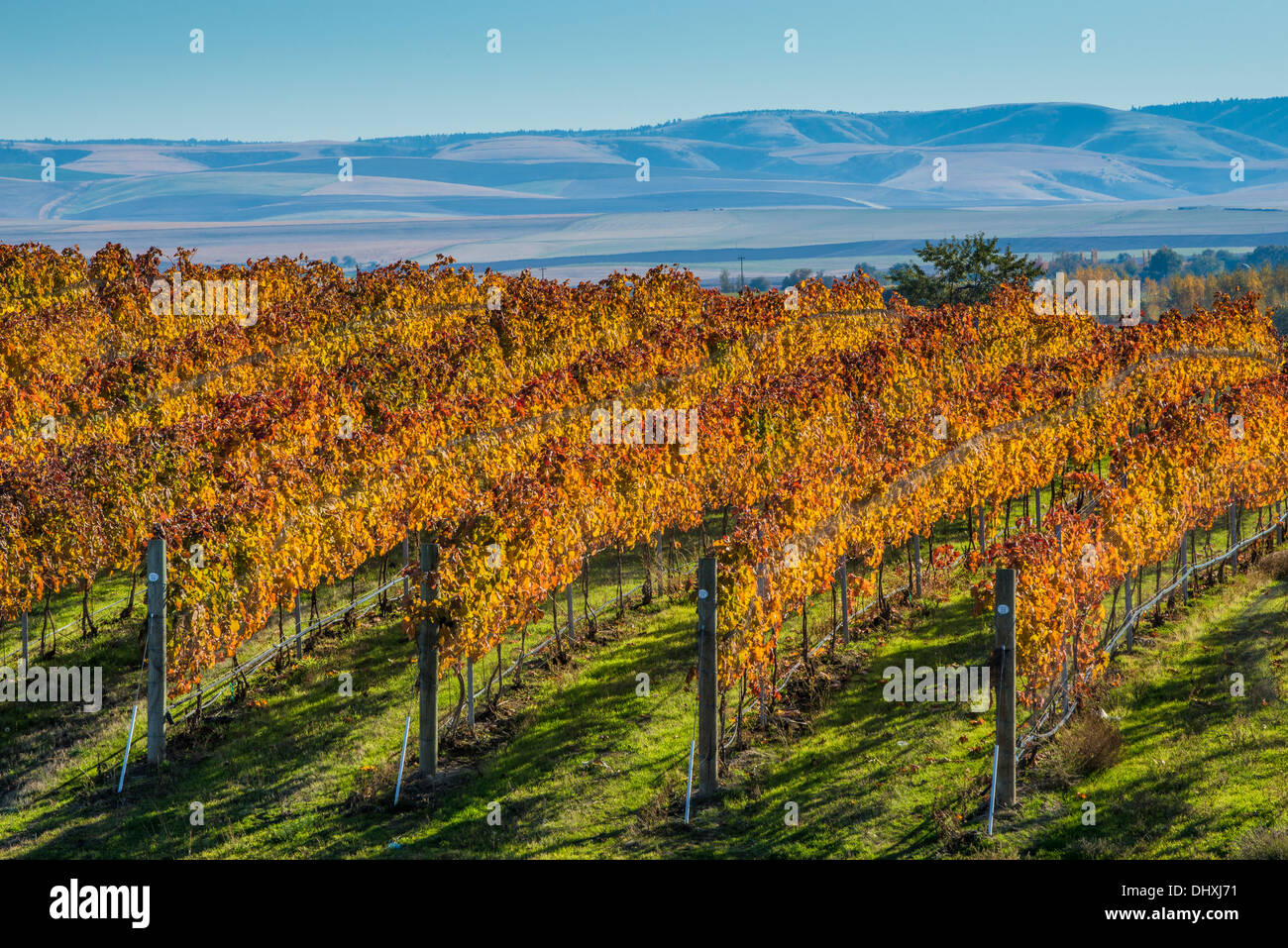 Rows of wine grape vines at Waters Vineyards; Walla Walla, Washington. Stock Photo