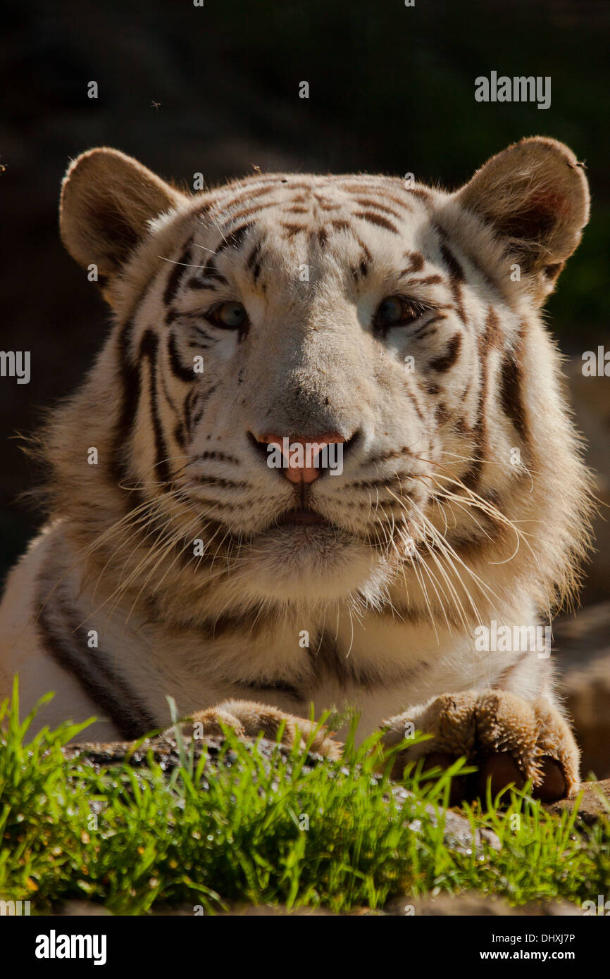 White Bengal tiger (Panthera tigris tigris) Stock Photo