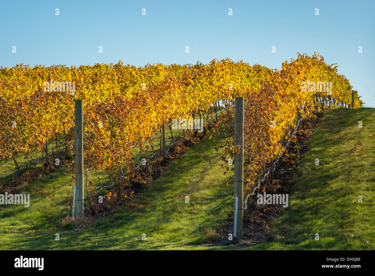 Rows of Syrah wine grape vines at Va Piano vineyards; Walla Walla, Washington. Stock Photo