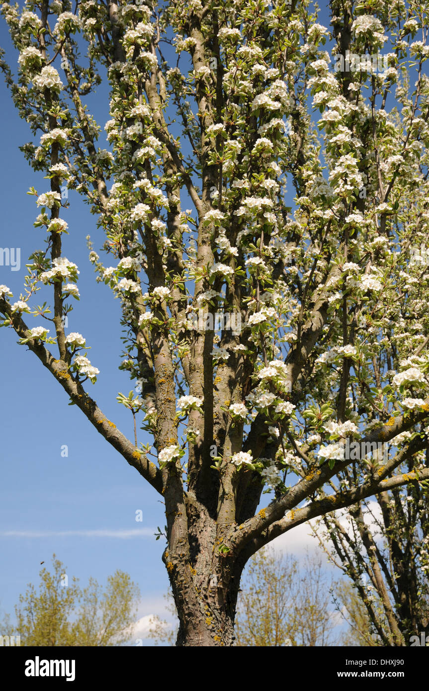 Peartree hill hi-res stock photography and images - Alamy