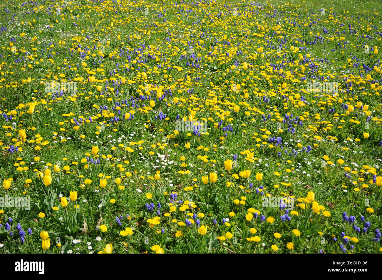Dandelion, tulips an grape hyacinths in a meadow Stock Photo