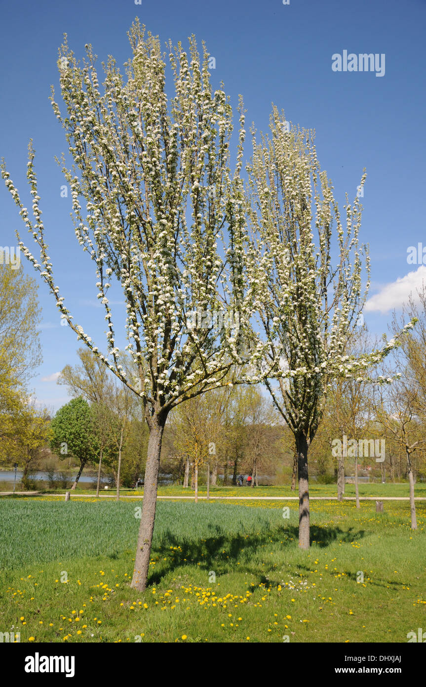 Birnenbaume hi-res stock photography and images - Alamy