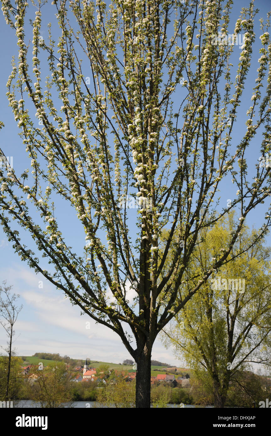 Peartree hill hi-res stock photography and images - Alamy