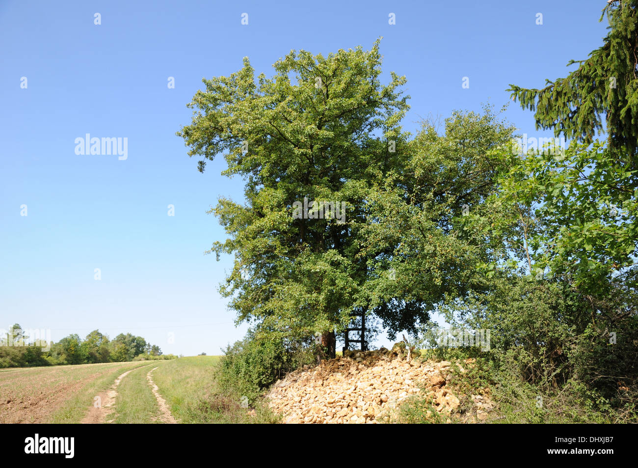 Wild pear tree Stock Photo