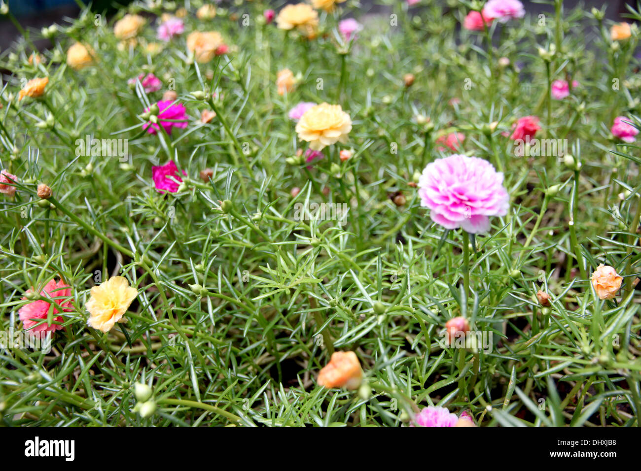 Common purslane flowers in the garden behind the house. Stock Photo