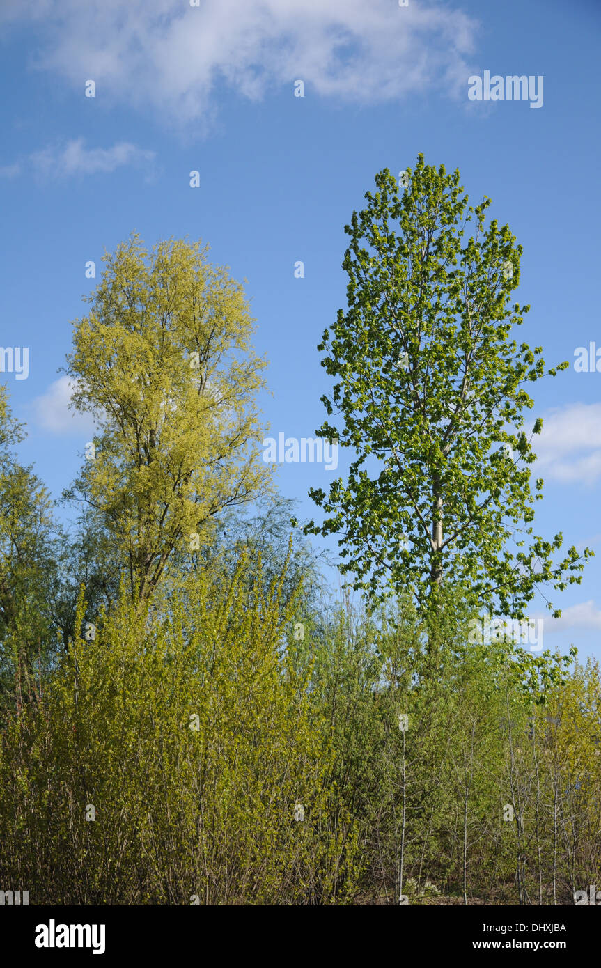 Silver willow and black poplar Stock Photo Alamy
