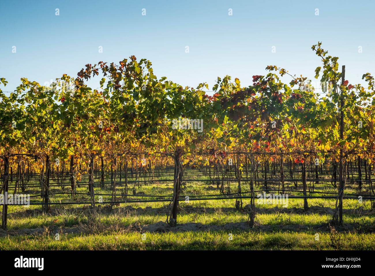 Wine grape vines at Northstar Vineyards, Walla Walla, Washington. Stock Photo
