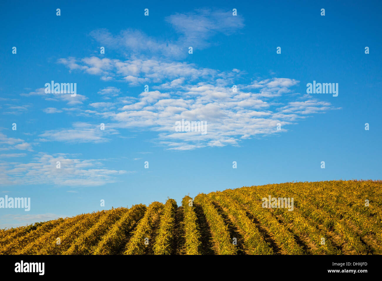 Rows of grape vines at Spring Valley Vineyards, Walla Walla County, Washington. Stock Photo