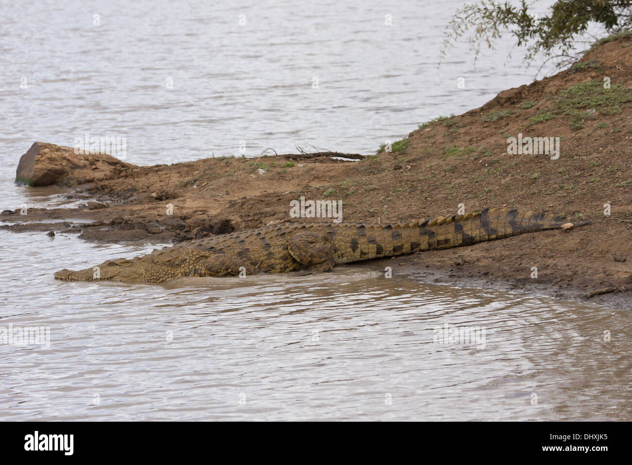 Crocodile (Crocodilia) Stock Photo