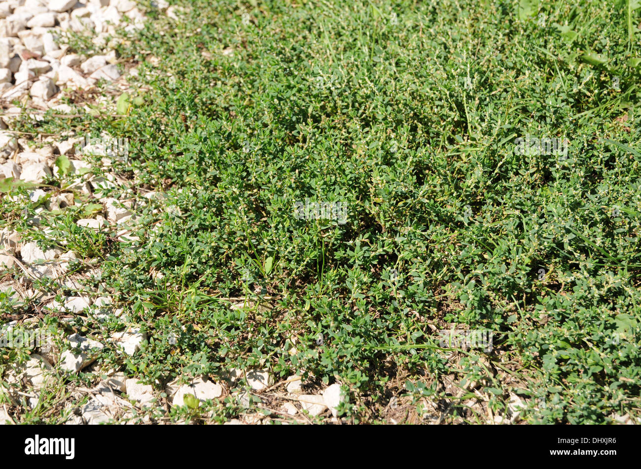 Common knotgrass Stock Photo