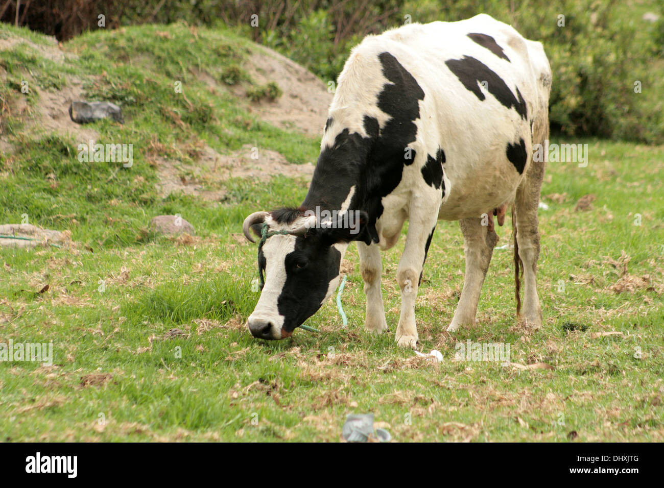 Holstein cow grazing hi-res stock photography and images - Alamy