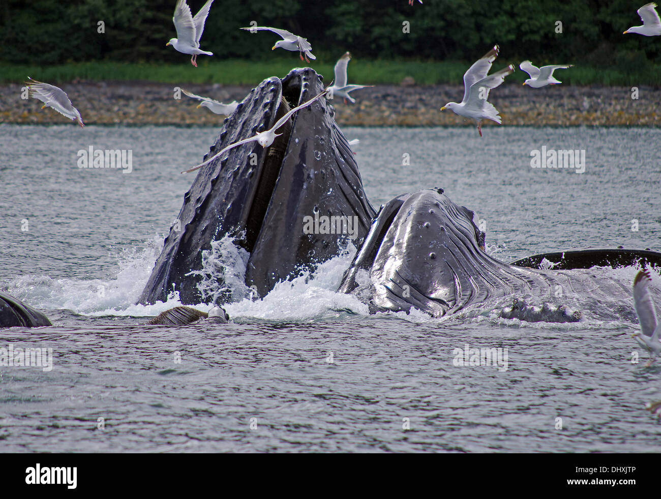 humpback whales feeding hering Stock Photo