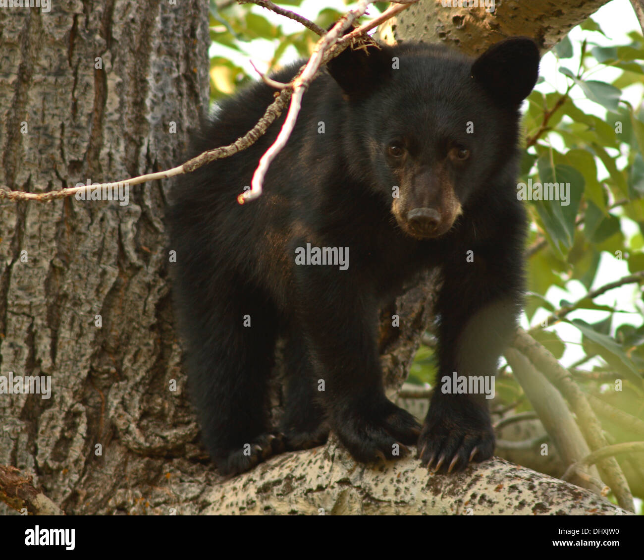 A Black Bear Cub resting on a branch. Stock Photo