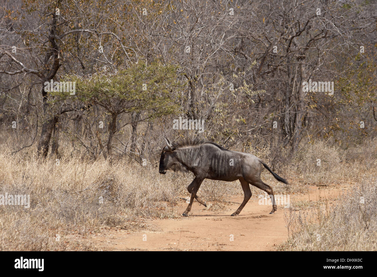 Wildebeest (Connochaetes taurinus) Stock Photo