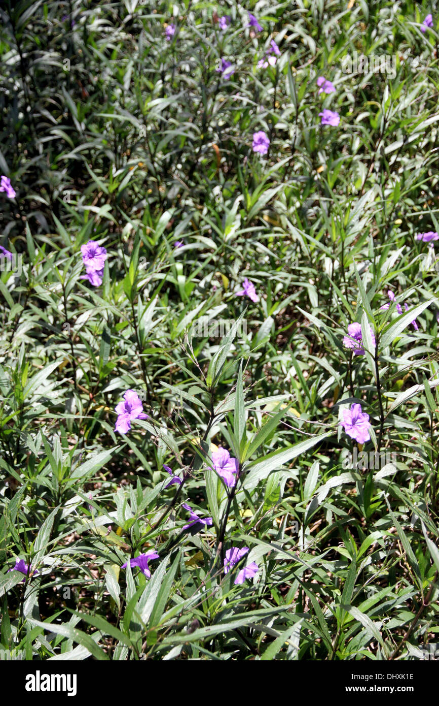 The Picture background of Purple flowers in the backyard Stock Photo ...
