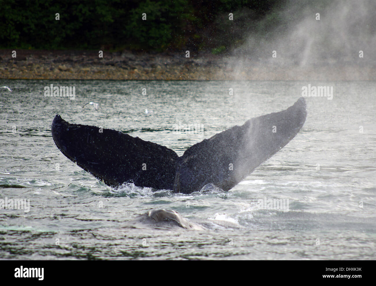 diving humpback whale Stock Photo - Alamy