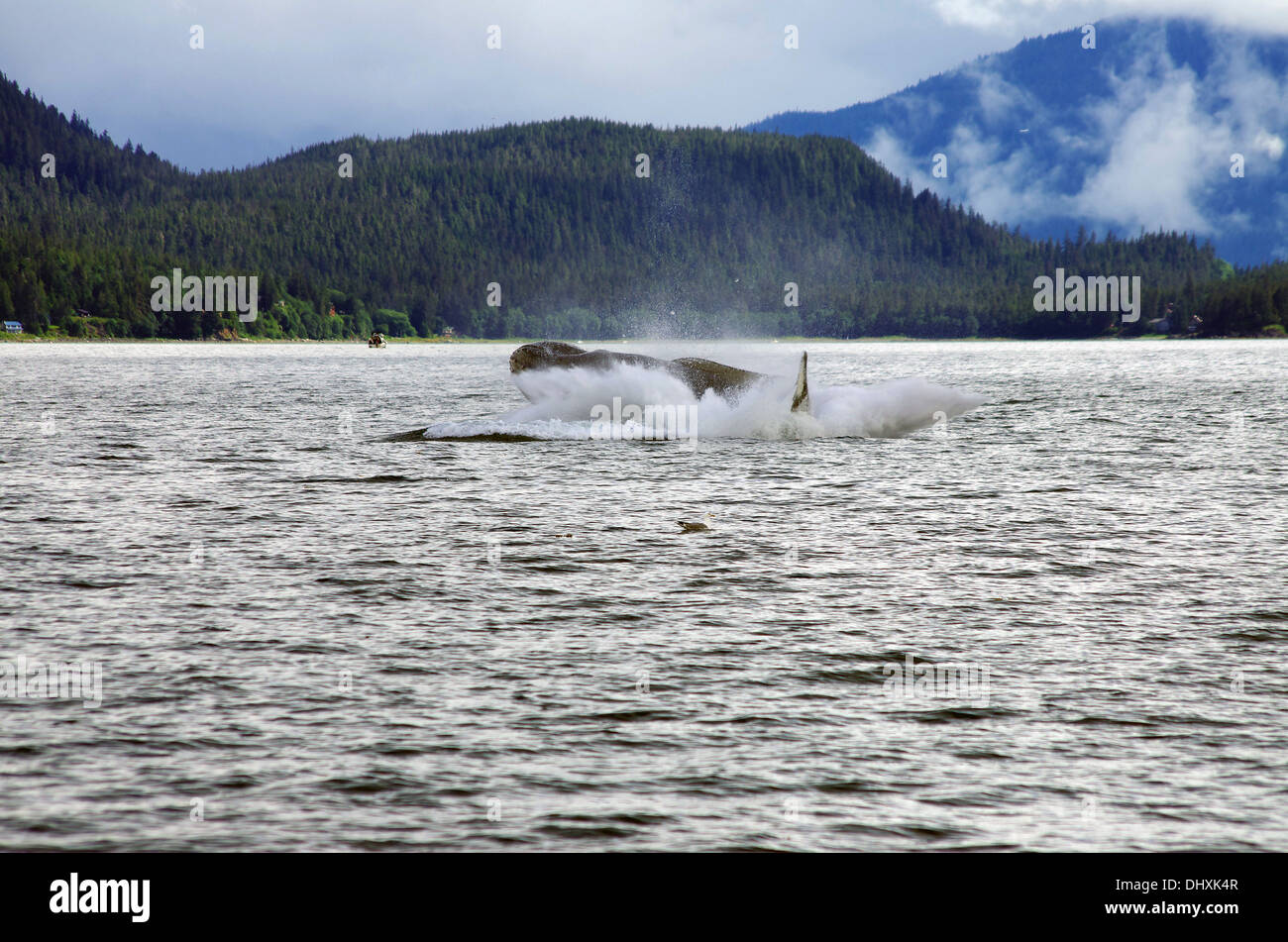 Diving humpback whale hi-res stock photography and images - Alamy