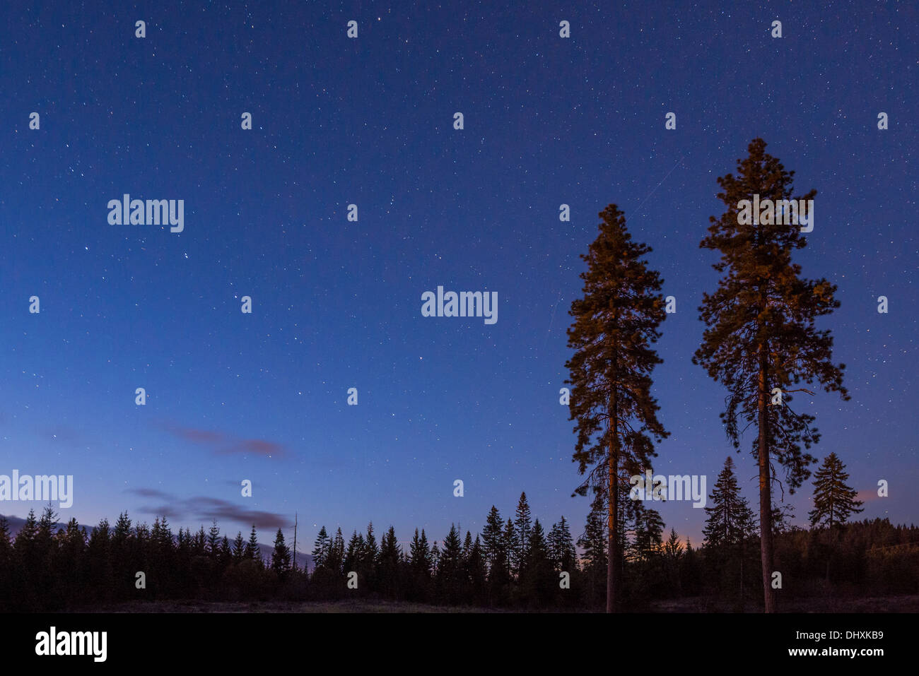 Twin Ponderosa pine trees with the Big Dipper in the evening sky; Hood River Valley, Oregon. Stock Photo