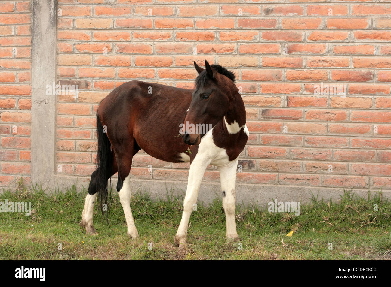 A brown and white horse in a farmers pasture in Cotacachi, Ecuador Stock Photo